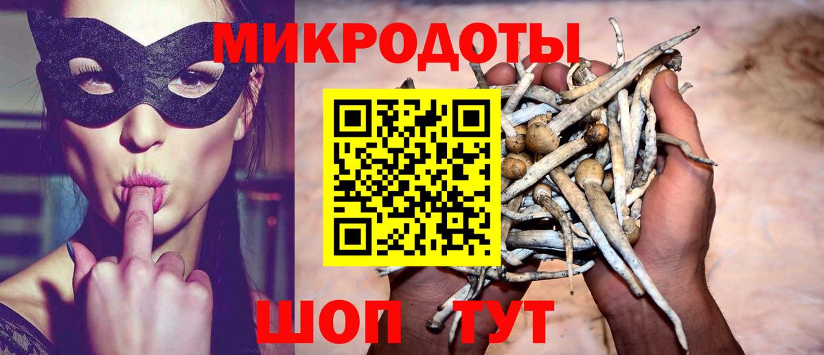 Псилоцибиновые грибы Psilocybe Кировск